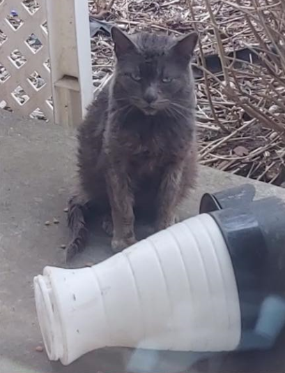 怀孕流浪猫临产前拼命爬9楼送二胎，网友：我就是传说中的接盘侠？！