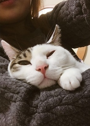 身上不带橘 却一直忙着找吃的 旁边的橘猫直接看傻眼 大爱猫咪控微信公众号文章