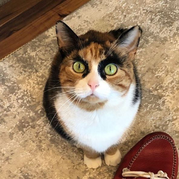 三花猫天生拥有特殊花纹 就是这对浓黑眉毛太出戏了 笑屎 网友 百年难遇这样的猫 萌宠 训练养宠技巧 宠物用品 微信头条新闻公众号文章收集网