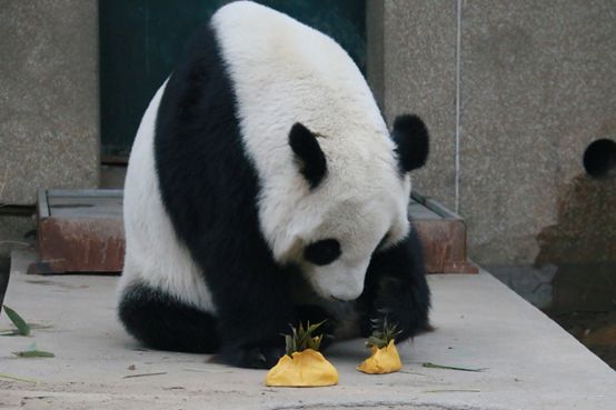 ´߻㡿쿴èʹڳԽ´