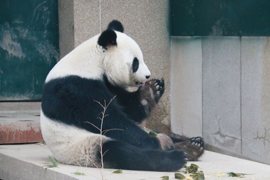 新春走基层快看熊猫和大象都在吃饺子庆新春