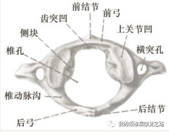 颈椎的解剖 爱自脊 微信公众号文章阅读 Wemp