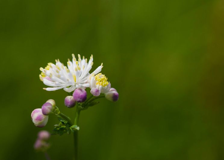 每天认识一种植物 瓣蕊唐松草 阿特米斯生态园林 微信公众号文章阅读 Wemp