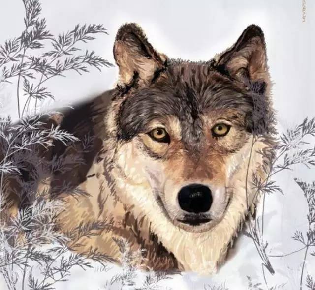 不懂感恩的人比狼还可怕！我看了五遍！