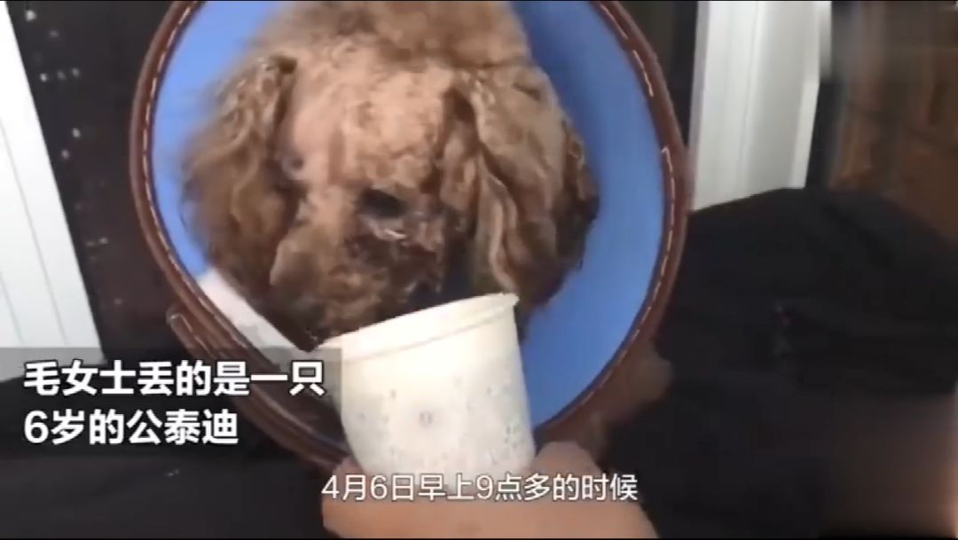 愛犬走失5小時，被找回時眼珠竟被打爆！主人痛哭不已... 寵物 第2張