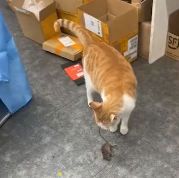 猫咪咬死老鼠还“恶心”铲屎官,只因为一句“可怜”…-微信头条网 猫咪咬死老鼠还“恶心”铲屎官,只因为一句“可怜”…
