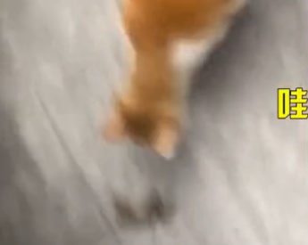 猫咪咬死老鼠还“恶心”铲屎官,只因为一句“可怜”…-微信头条网 猫咪咬死老鼠还“恶心”铲屎官,只因为一句“可怜”…