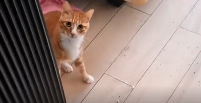 猫咪咬死老鼠还“恶心”铲屎官,只因为一句“可怜”…-微信头条网 猫咪咬死老鼠还“恶心”铲屎官,只因为一句“可怜”…
