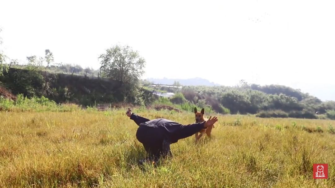 警犬獻出一生，退役後不忍麻煩主人，竟偷偷躲在後山等死... 寵物 第18張