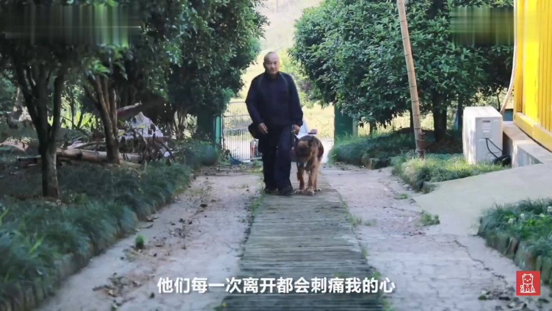 警犬獻出一生，退役後不忍麻煩主人，竟偷偷躲在後山等死... 寵物 第3張