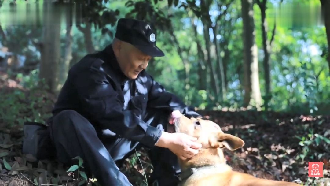 警犬獻出一生，退役後不忍麻煩主人，竟偷偷躲在後山等死... 寵物 第16張