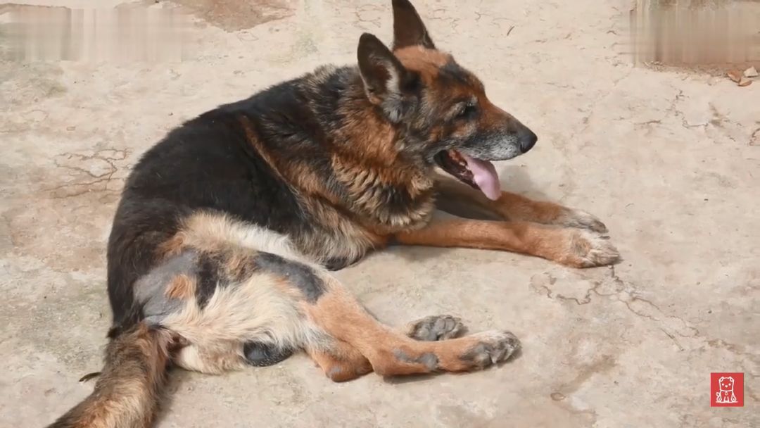 警犬獻出一生，退役後不忍麻煩主人，竟偷偷躲在後山等死... 寵物 第4張