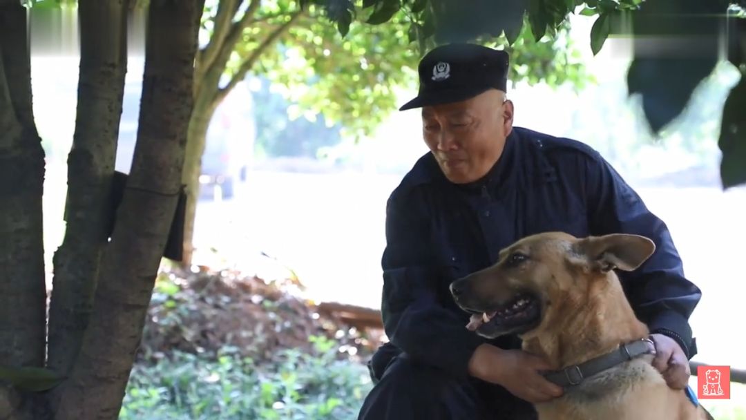 警犬獻出一生，退役後不忍麻煩主人，竟偷偷躲在後山等死... 寵物 第17張