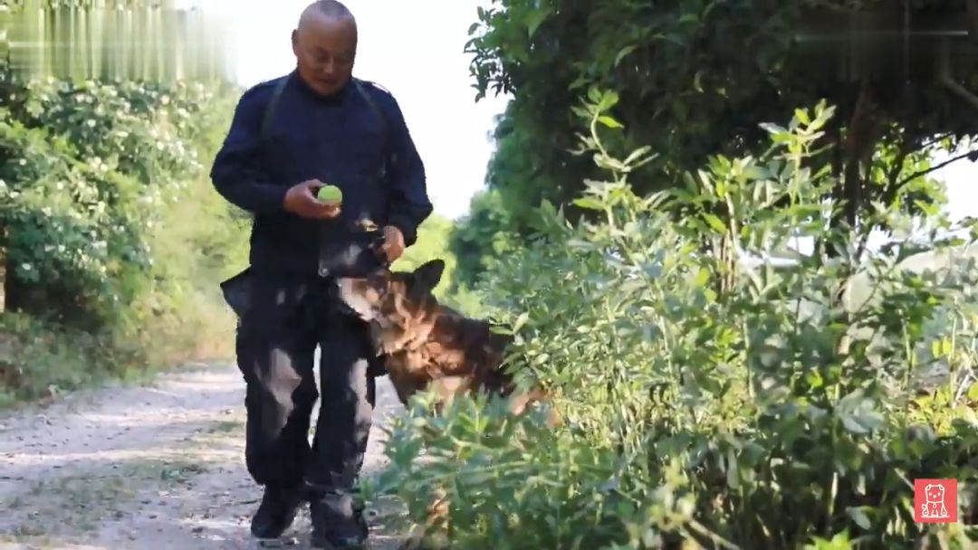 警犬獻出一生，退役後不忍麻煩主人，竟偷偷躲在後山等死... 寵物 第2張