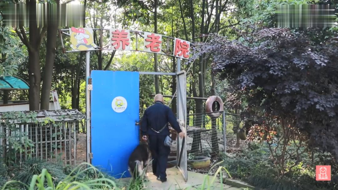 警犬獻出一生，退役後不忍麻煩主人，竟偷偷躲在後山等死... 寵物 第5張