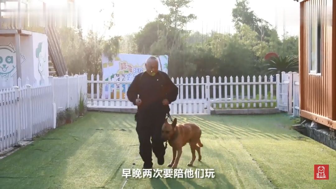 警犬獻出一生，退役後不忍麻煩主人，竟偷偷躲在後山等死... 寵物 第6張