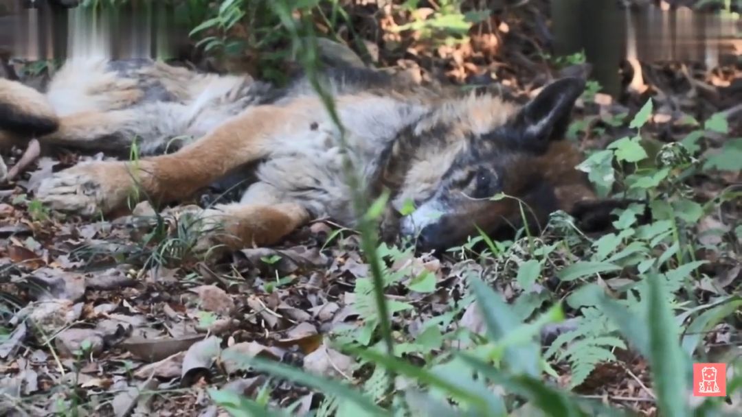 警犬獻出一生，退役後不忍麻煩主人，竟偷偷躲在後山等死... 寵物 第14張