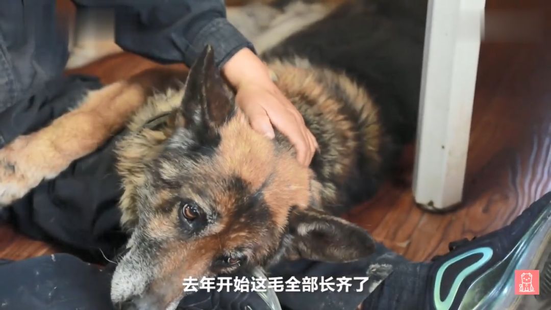 警犬獻出一生，退役後不忍麻煩主人，竟偷偷躲在後山等死... 寵物 第15張