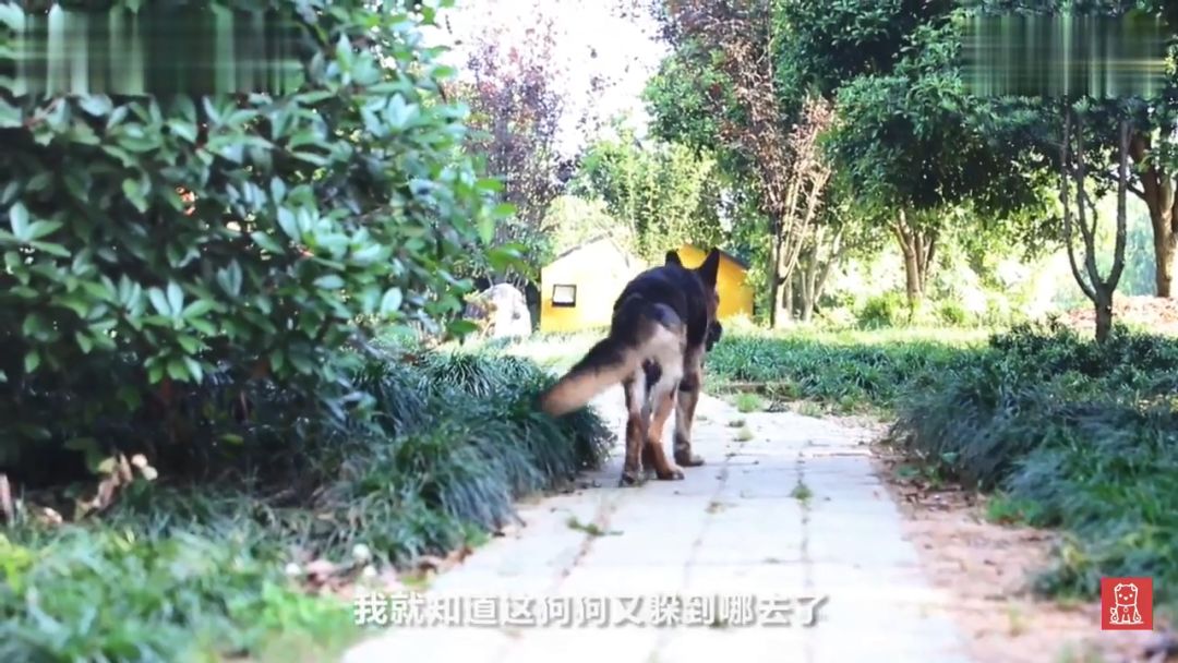 警犬獻出一生，退役後不忍麻煩主人，竟偷偷躲在後山等死... 寵物 第13張