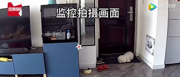 今天,我被一只狗狗的眼神给“镇住”了…-微信头条网 今天,我被一只狗狗的眼神给“镇住”了…