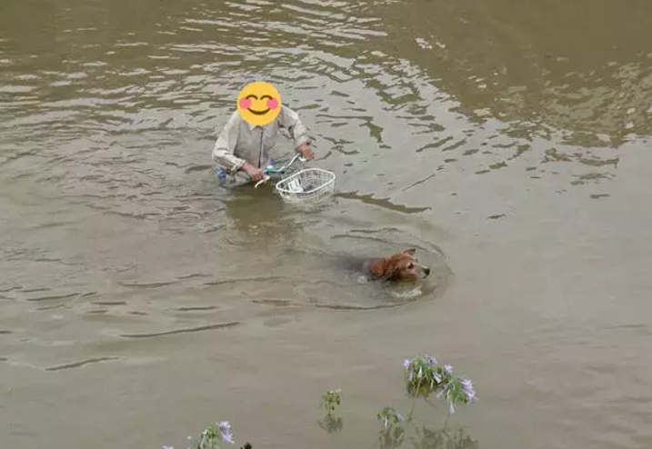 雨雨雨…大雨天遛狗，瘋了嗎？ 寵物 第7張