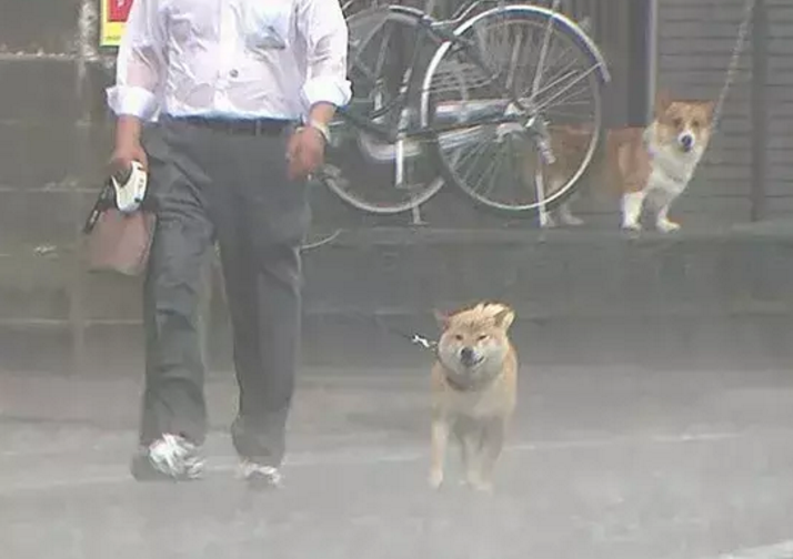 雨雨雨…大雨天遛狗，瘋了嗎？ 寵物 第9張