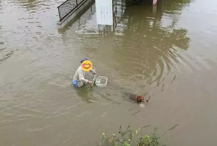 雨雨雨…大雨天遛狗，瘋了嗎？ 寵物 第8張