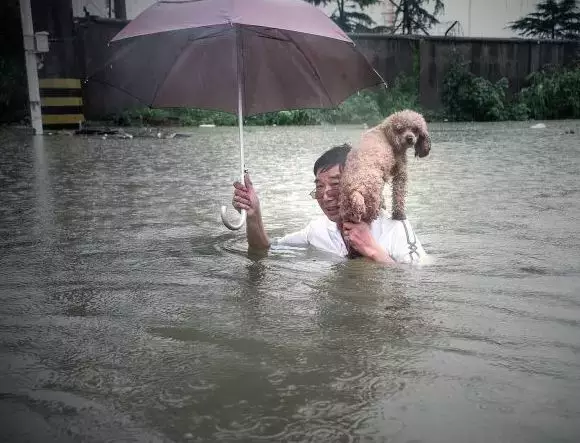 雨雨雨…大雨天遛狗，瘋了嗎？ 寵物 第21張