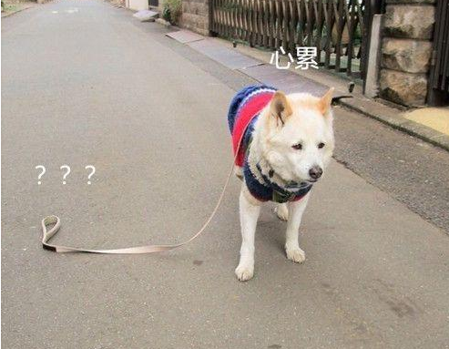 今天,我被一只狗狗的眼神给“镇住”了…-微信头条网 今天,我被一只狗狗的眼神给“镇住”了…
