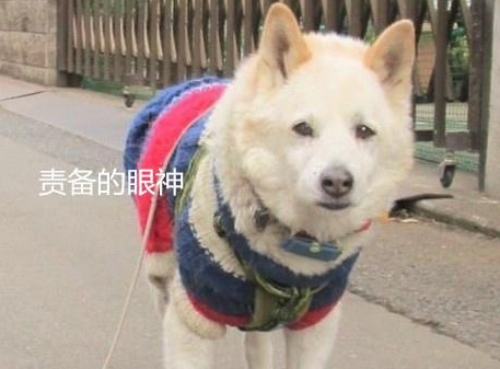 今天,我被一只狗狗的眼神给“镇住”了…-微信头条网 今天,我被一只狗狗的眼神给“镇住”了…