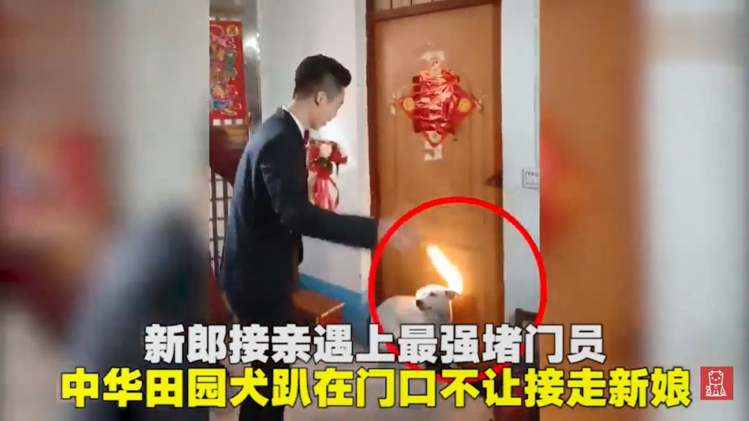 主人出嫁，寵物狗狗狂追婚車，同框畫面看哭網友… 寵物 第5張