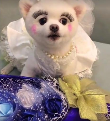 英国一狗狗因睫毛长而走红,美得有点过分了…-友友