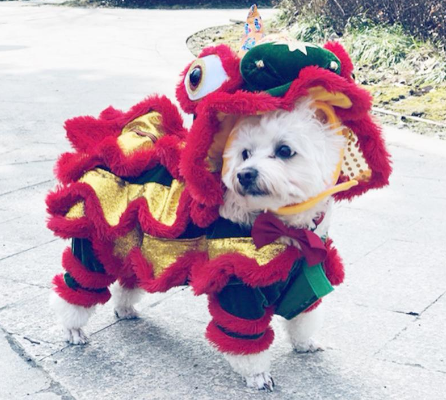 真喜庆!小柴犬自创“舞狮”动作,太可爱啦!~-微信头条网 真喜庆!小柴犬自创“舞狮”动作,太可爱啦!~
