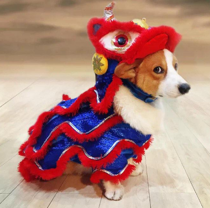 真喜庆!小柴犬自创“舞狮”动作,太可爱啦!~-微信头条网 真喜庆!小柴犬自创“舞狮”动作,太可爱啦!~