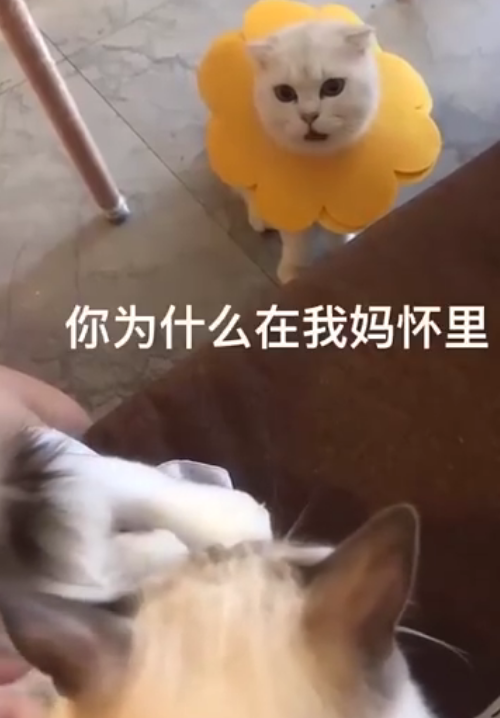 猫咪咬死老鼠还“恶心”铲屎官,只因为一句“可怜”…-微信头条网 猫咪咬死老鼠还“恶心”铲屎官,只因为一句“可怜”…