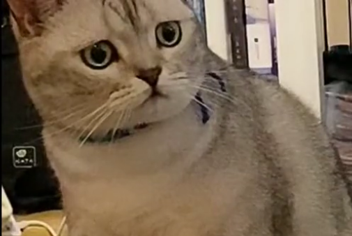 猫咪咬死老鼠还“恶心”铲屎官,只因为一句“可怜”…-微信头条网 猫咪咬死老鼠还“恶心”铲屎官,只因为一句“可怜”…