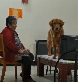 河北一狗狗想让奶奶摸头却被无视 气得挡电视闹冷战 网友 狗子再大也是宝宝吖 柠檬资讯