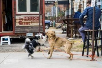 為了逃離房租和貸款，她拖著愛犬和房子旅行！沒想到竟意外收獲了... 寵物 第17張