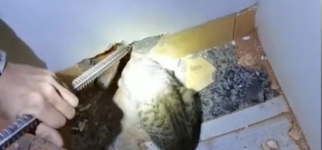 吉林一猫咪被卡在吊顶上,装修工人破顶救猫…-微信头条网 吉林一猫咪被卡在吊顶上,装修工人破顶救猫…