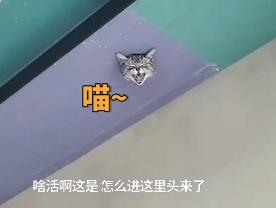 吉林一猫咪被卡在吊顶上,装修工人破顶救猫…-微信头条网 吉林一猫咪被卡在吊顶上,装修工人破顶救猫…
