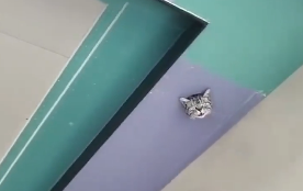 吉林一猫咪被卡在吊顶上,装修工人破顶救猫…-微信头条网 吉林一猫咪被卡在吊顶上,装修工人破顶救猫…