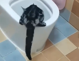 吉林一猫咪被卡在吊顶上,装修工人破顶救猫…-微信头条网 吉林一猫咪被卡在吊顶上,装修工人破顶救猫…