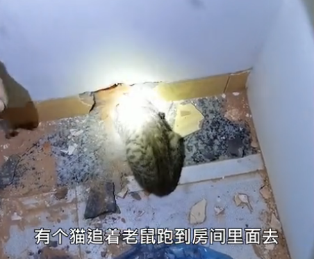 吉林一猫咪被卡在吊顶上,装修工人破顶救猫…-微信头条网 吉林一猫咪被卡在吊顶上,装修工人破顶救猫…