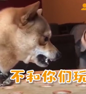 今天,我被一只狗狗的眼神给“镇住”了…-微信头条网 今天,我被一只狗狗的眼神给“镇住”了…