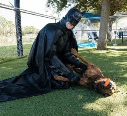 拯救了無數面臨安樂死的流浪狗，他卻總扮成蝙蝠俠不露真容！直到... 寵物 第3張