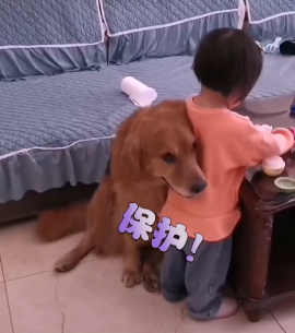 俄罗斯一狗狗为救小主人,与狼搏斗不幸身亡…-微信头条网 俄罗斯一狗狗为救小主人,与狼搏斗不幸身亡…