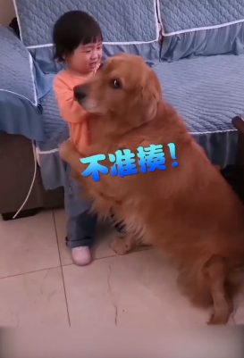 俄罗斯一狗狗为救小主人,与狼搏斗不幸身亡…-微信头条网 俄罗斯一狗狗为救小主人,与狼搏斗不幸身亡…
