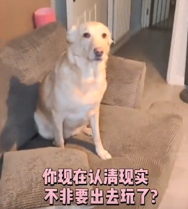 上一秒闹着出门,下一秒就被大雪“劝退”,狗子:好丢脸…-微信头条网 上一秒闹着出门,下一秒就被大雪“劝退”,狗子:好丢脸…
