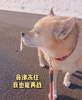 上一秒闹着出门,下一秒就被大雪“劝退”,狗子:好丢脸…-微信头条网 上一秒闹着出门,下一秒就被大雪“劝退”,狗子:好丢脸…