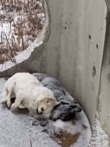 上一秒闹着出门,下一秒就被大雪“劝退”,狗子:好丢脸…-微信头条网 上一秒闹着出门,下一秒就被大雪“劝退”,狗子:好丢脸…